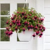 Black-Pink Fuchsia Plant - Live Tree, 4-6 inch Tall, 5 Inch Pot, Outdoor - Image 1