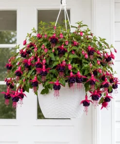 Black-Pink Fuchsia Plant - Live Tree, 4-6 inch Tall, 5 Inch Pot, Outdoor - Image 1
