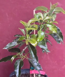 Black Princess avocado Tree , “Cold Hardy” Grafted in 3 Gallons Pot, No Ship to HI - Image 2