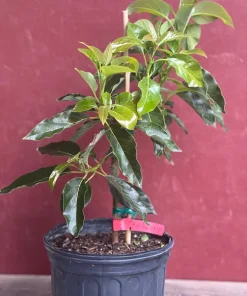 Black Princess avocado Tree , “Cold Hardy” Grafted in 3 Gallons Pot, No Ship to HI - Image 3