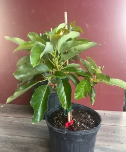 Black Princess avocado Tree , “Cold Hardy” Grafted in 3 Gallons Pot, No Ship to HI - Image 4