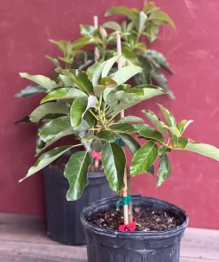 Black Princess avocado Tree , “Cold Hardy” Grafted in 3 Gallons Pot, No Ship to HI - Image 5