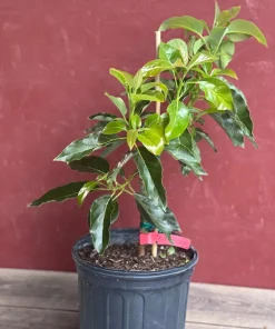 Black Princess avocado Tree , “Cold Hardy” Grafted in 3 Gallons Pot, No Ship to HI - Image 6