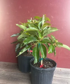 Black Princess avocado Tree , “Cold Hardy” Grafted in 3 Gallons Pot, No Ship to HI - Image 7