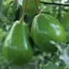 Black Princess avocado Tree , “Cold Hardy” Grafted in 3 Gallons Pot, No Ship to HI - Image 1