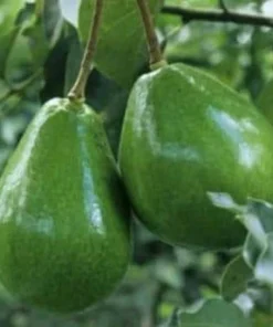Black Princess avocado Tree , “Cold Hardy” Grafted in 3 Gallons Pot, No Ship to HI - Image 1