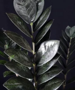 Black Queen ZZ Plant Live Plant – Zamioculcas Zamiifolia – 4 inch Pot – Easy Care Indoor Houseplant - Image 2
