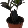Black Queen ZZ Plant Live Plant – Zamioculcas Zamiifolia – 4 inch Pot – Easy Care Indoor Houseplant - Image 1