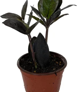 Black Queen ZZ Plant Live Plant – Zamioculcas Zamiifolia – 4 inch Pot – Easy Care Indoor Houseplant - Image 1