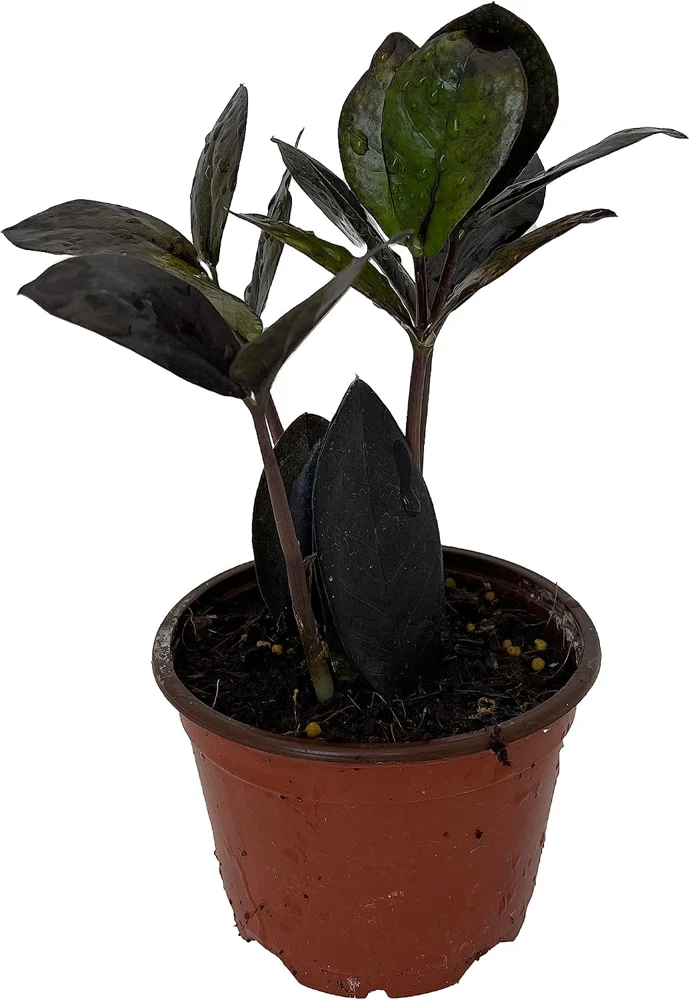 Black Queen ZZ Plant Live Plant – Zamioculcas Zamiifolia – 4 inch Pot – Easy Care Indoor Houseplant - Image 1