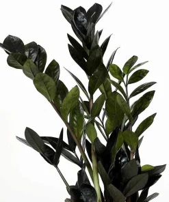 Black Queen ZZ Plant Live Plant – Zamioculcas Zamiifolia – 4 inch Pot – Easy Care Indoor Houseplant - Image 3