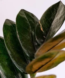 Black Queen ZZ Plant Live Plant – Zamioculcas Zamiifolia – 4 inch Pot – Easy Care Indoor Houseplant - Image 4