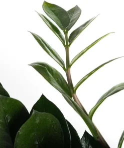 Black Queen ZZ Plant Live Plant – Zamioculcas Zamiifolia – 4 inch Pot – Easy Care Indoor Houseplant - Image 5