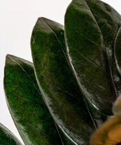 Black Queen ZZ Plant Live Plant – Zamioculcas Zamiifolia – 4 inch Pot – Easy Care Indoor Houseplant - Image 6