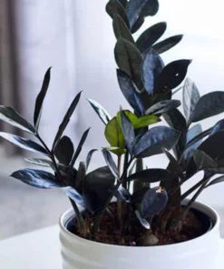 Black Queen ZZ Plant Live Plant – Zamioculcas Zamiifolia – 4 inch Pot – Easy Care Indoor Houseplant - Image 7