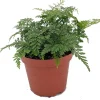 Black Rabbit's Foot Fern Live Plant – Davallia trichomanoides – 3.7 inch Pot – Indoor Houseplant - Image 1