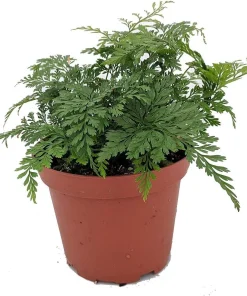 Black Rabbit's Foot Fern Live Plant – Davallia trichomanoides – 3.7 inch Pot – Indoor Houseplant - Image 1