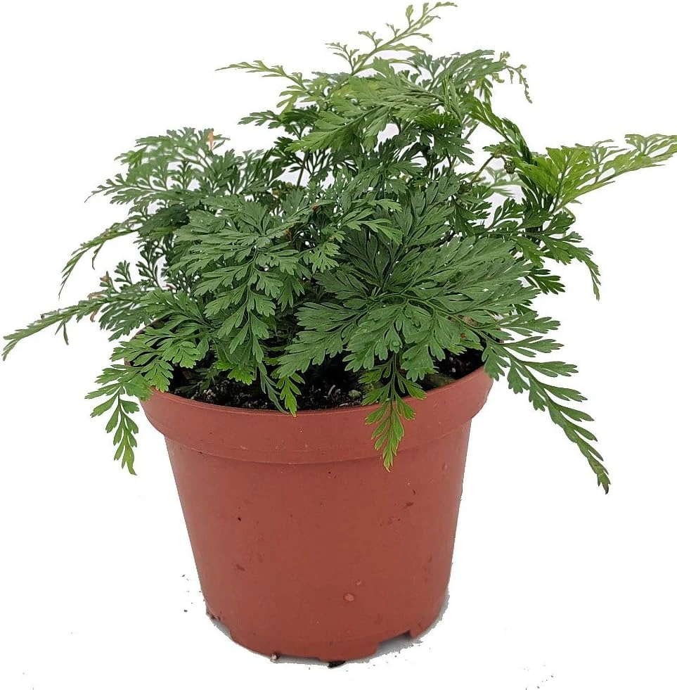Black Rabbit's Foot Fern Live Plant – Davallia trichomanoides – 3.7 inch Pot – Indoor Houseplant - Image 1