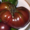 Black Russian Tomato Seeds - Heirloom, Indeterminate, 30 Count - Image 1