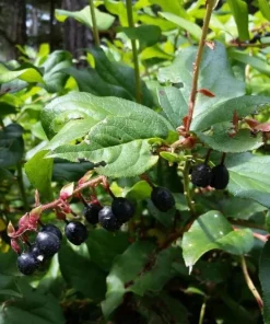Black Salal Berry Live Plant - 4