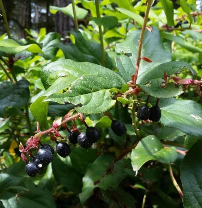 Black Salal Berry Live Plant - 4" Pot - Evergreen Shrub - Edible Fruit - Outdoor - Image 2