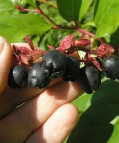 Black Salal Berry Live Plant - 4