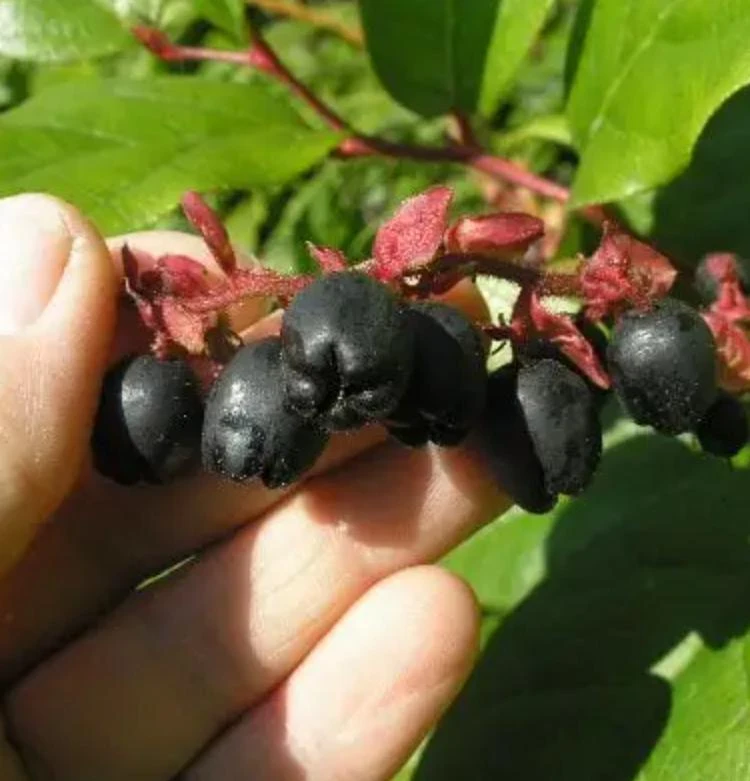 Black Salal Berry Live Plant - 4" Pot - Evergreen Shrub - Edible Fruit - Outdoor - Image 3