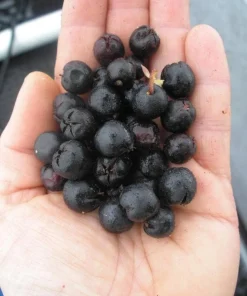 Black Salal Berry Live Plant - 4