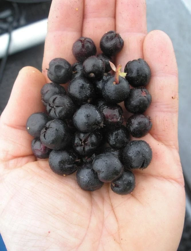 Black Salal Berry Live Plant - 4" Pot - Evergreen Shrub - Edible Fruit - Outdoor - Image 4