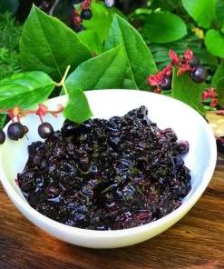 Black Salal Berry Live Plant - 4