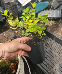 Black Salal Berry Live Plant - 4