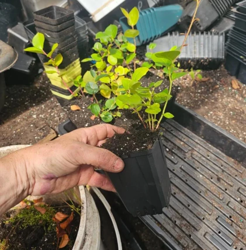 Black Salal Berry Live Plant - 4" Pot - Evergreen Shrub - Edible Fruit - Outdoor - Image 6