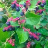 Black Salal Berry Live Plant - 4" Pot - Evergreen Shrub - Edible Fruit - Outdoor - Image 1