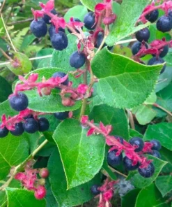Black Salal Berry Live Plant - 4