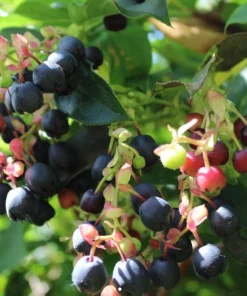 Black Salal Berry Live Plants – 3 Pack, 4-inch Pots – Evergreen Edible Shrub - Image 2