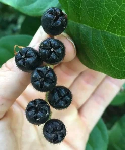 Black Salal Berry Live Plants – 3 Pack, 4-inch Pots – Evergreen Edible Shrub - Image 3