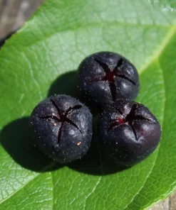Black Salal Berry Live Plants – 3 Pack, 4-inch Pots – Evergreen Edible Shrub - Image 4
