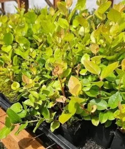 Black Salal Berry Live Plants – 3 Pack, 4-inch Pots – Evergreen Edible Shrub - Image 5