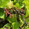 Black Salal Berry Live Plants – 3 Pack, 4-inch Pots – Evergreen Edible Shrub - Image 1