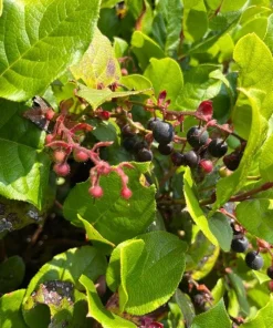 Black Salal Berry Live Plants – 3 Pack, 4-inch Pots – Evergreen Edible Shrub - Image 1