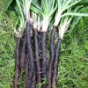 Black Salsify Seeds - Scorzonera hispanica 'Enorma' - 150 Seeds - Image 1