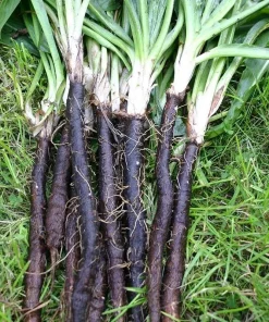 Black Salsify Seeds - Scorzonera hispanica 'Enorma' - 150 Seeds - Image 1
