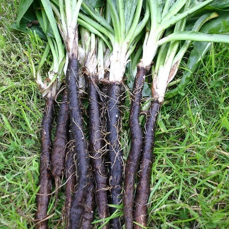 Black Salsify Seeds - Scorzonera hispanica 'Enorma' - 150 Seeds - Image 1