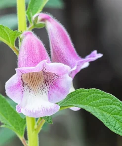 Black Sesame Seeds - Sesamum Indicum Vegetable Flower - 1500 Seeds - Image 2
