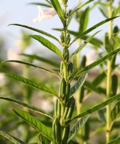 Black Sesame Seeds - Sesamum Indicum Vegetable Flower - 1500 Seeds - Image 3