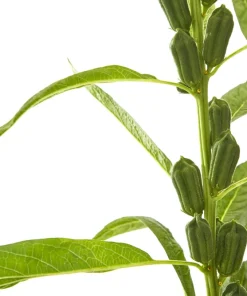 Black Sesame Seeds - Sesamum Indicum Vegetable Flower - 1500 Seeds - Image 4