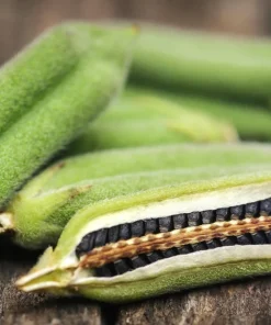 Black Sesame Seeds - Sesamum Indicum Vegetable Flower - 1500 Seeds - Image 5