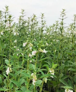 Black Sesame Seeds - Sesamum Indicum Vegetable Flower - 1500 Seeds - Image 7