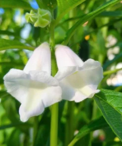 Black Sesame Seeds - Sesamum Indicum Vegetable Flower - 1500 Seeds - Image 8