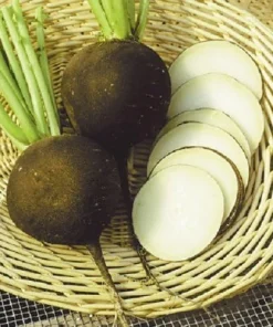 Black Spanish Radish Seeds – Nero Tondo – 200 Seed Pack – Garden Vegetables - Image 1